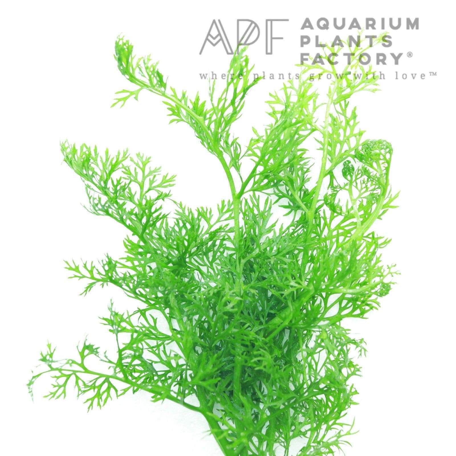 Ceratopteris Siliquosa - Tissue Culture Cup - Aquarium Plants Factory