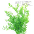 Ceratopteris Siliquosa - Tissue Culture Cup - Aquarium Plants Factory