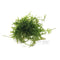 Christmas Moss - Aquarium Plants Factory