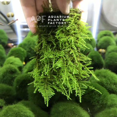 Christmas Moss on Handmade Stone Pad - Aquarium Plants Factory