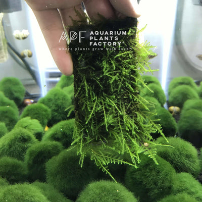 Christmas Moss on Handmade Stone Pad - Aquarium Plants Factory