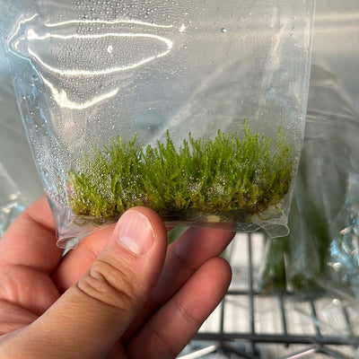 Christmas Moss Tissue Culture