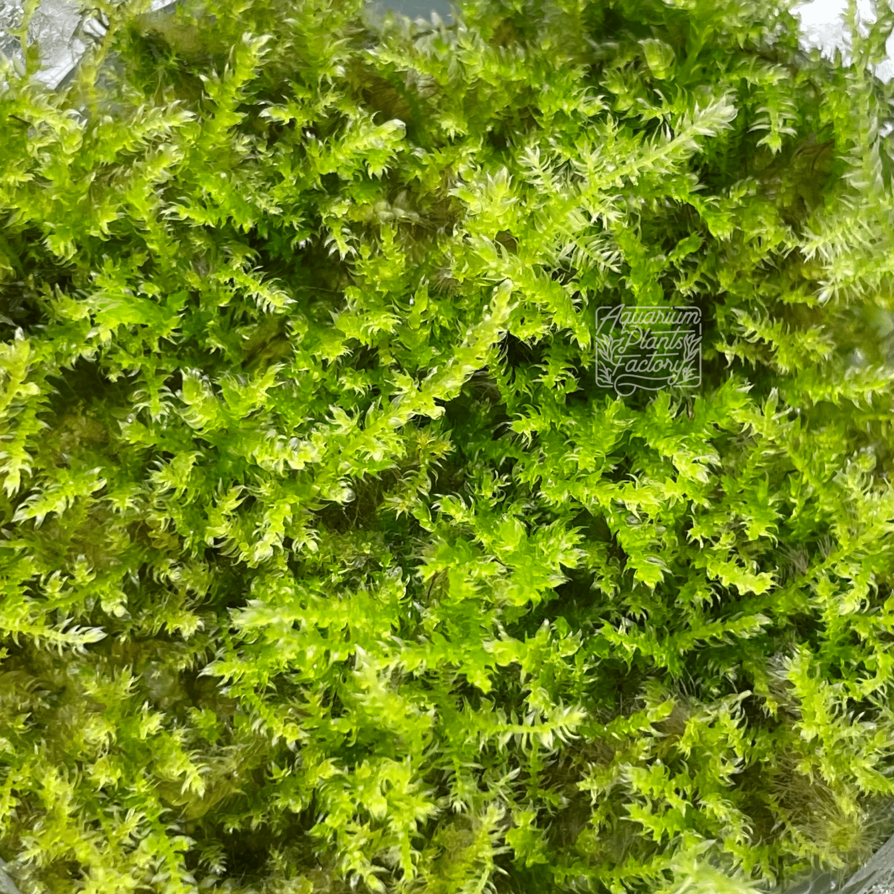 IC809 ADA Tissue Culture Plant - Christmas moss (Vesicularia Montagnei –  Aqua Forest Aquarium