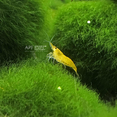 Clear Yellow Shrimp [ NORMAL GRADE ] - Aquarium Plants Factory
