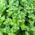 Mint Creeping Charlie (Micromeria Brownei)