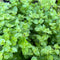 Mint Creeping Charlie (Micromeria Brownei)