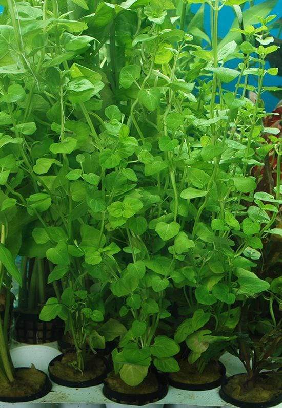 Creeping Charlie - Aquarium Plants Factory