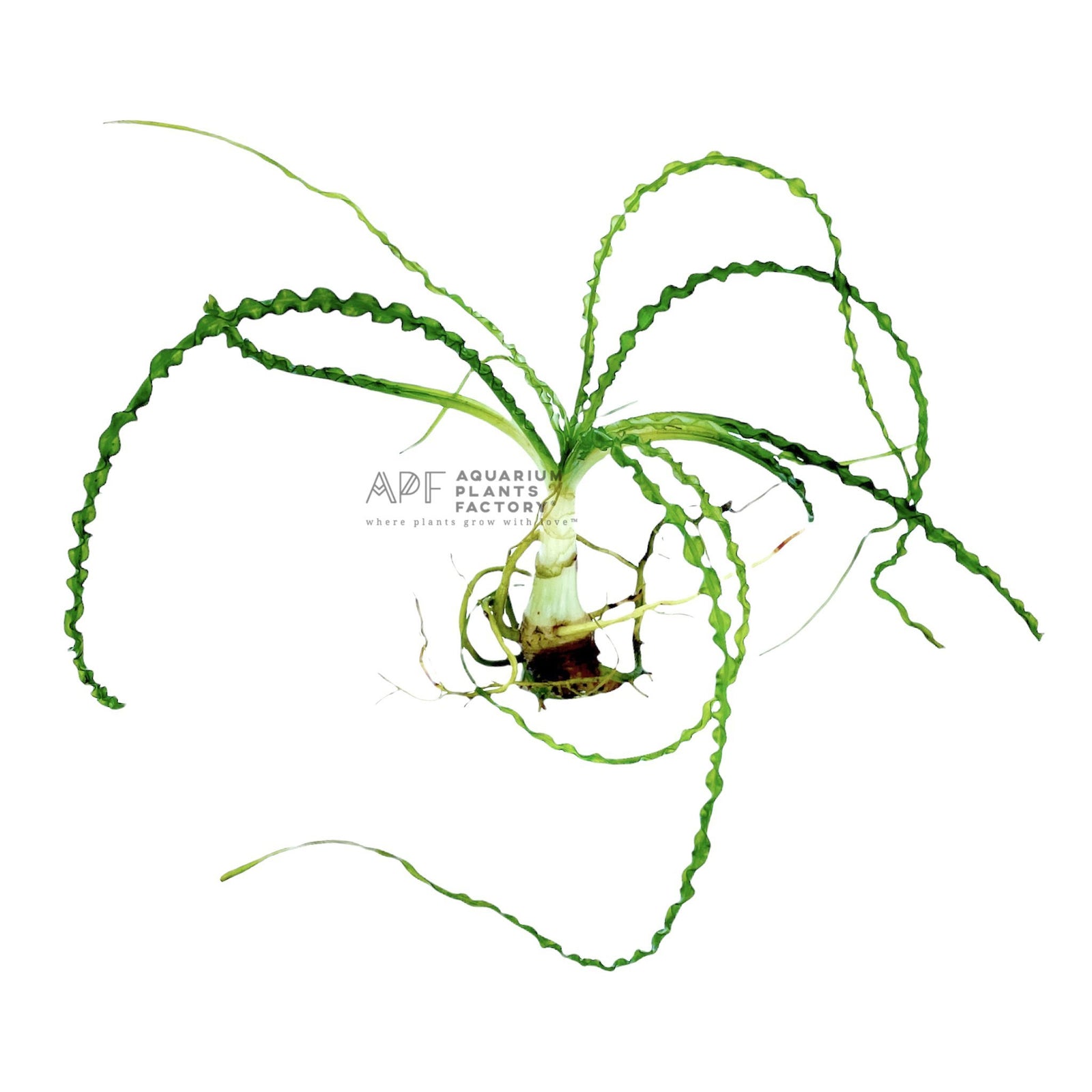 Aquarium Plants Factory Crinum Calamistratum