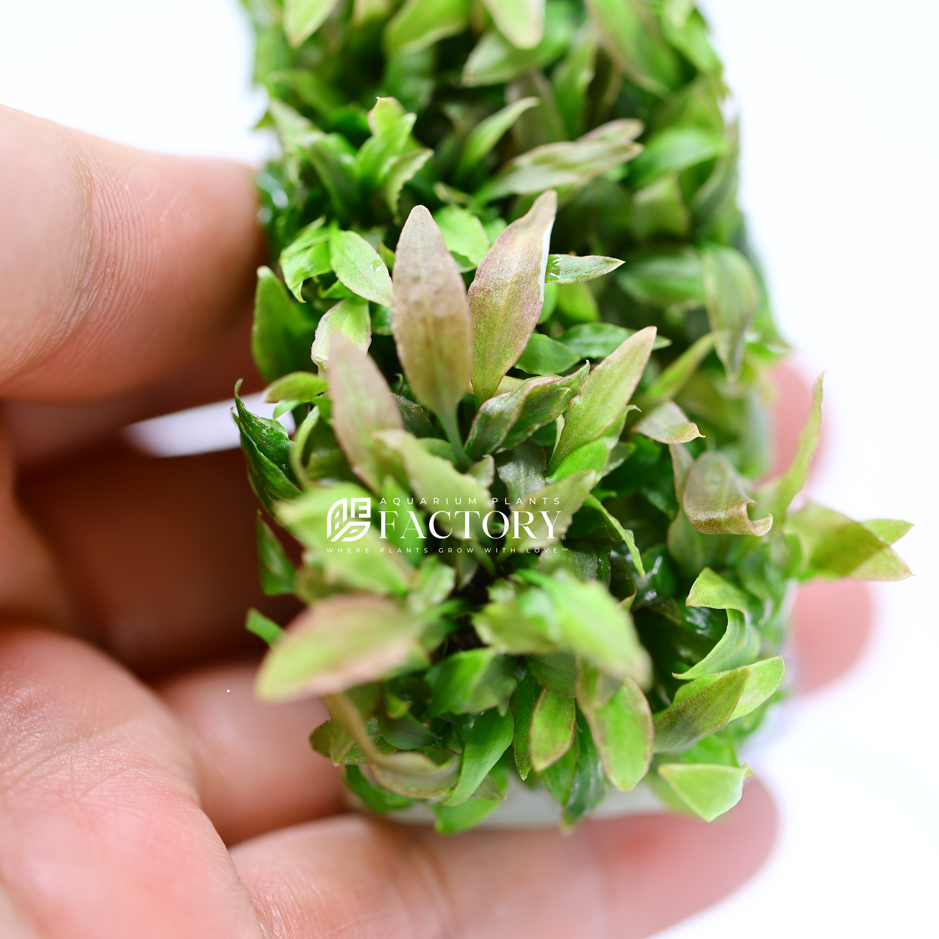 Cryptocoryne Petchii Pink Tissue Culture [PREMIUM BIG PAK]