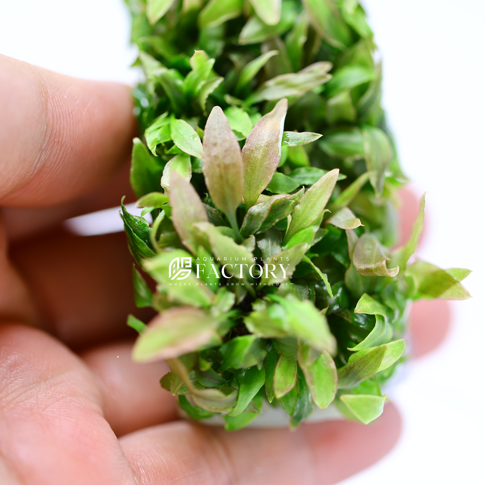 Cryptocoryne Petchii Pink Tissue Culture [PREMIUM BIG PAK]