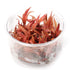 Cryptocoryne Albida Red - Tissue Culture Cup - Aquarium Plants Factory