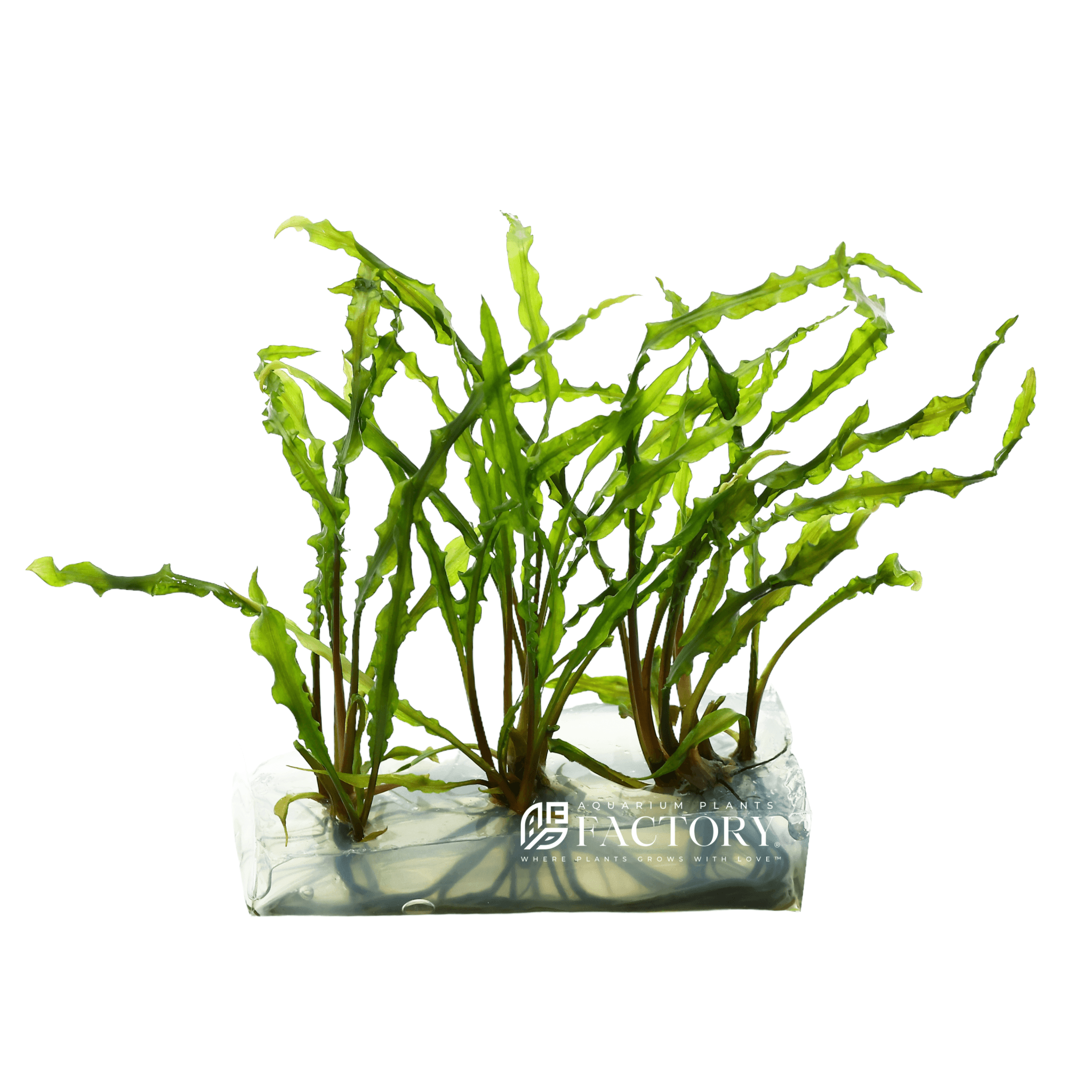 Cryptocoryne Balansae Tissue Culture APF Aquarium Plants Factory®