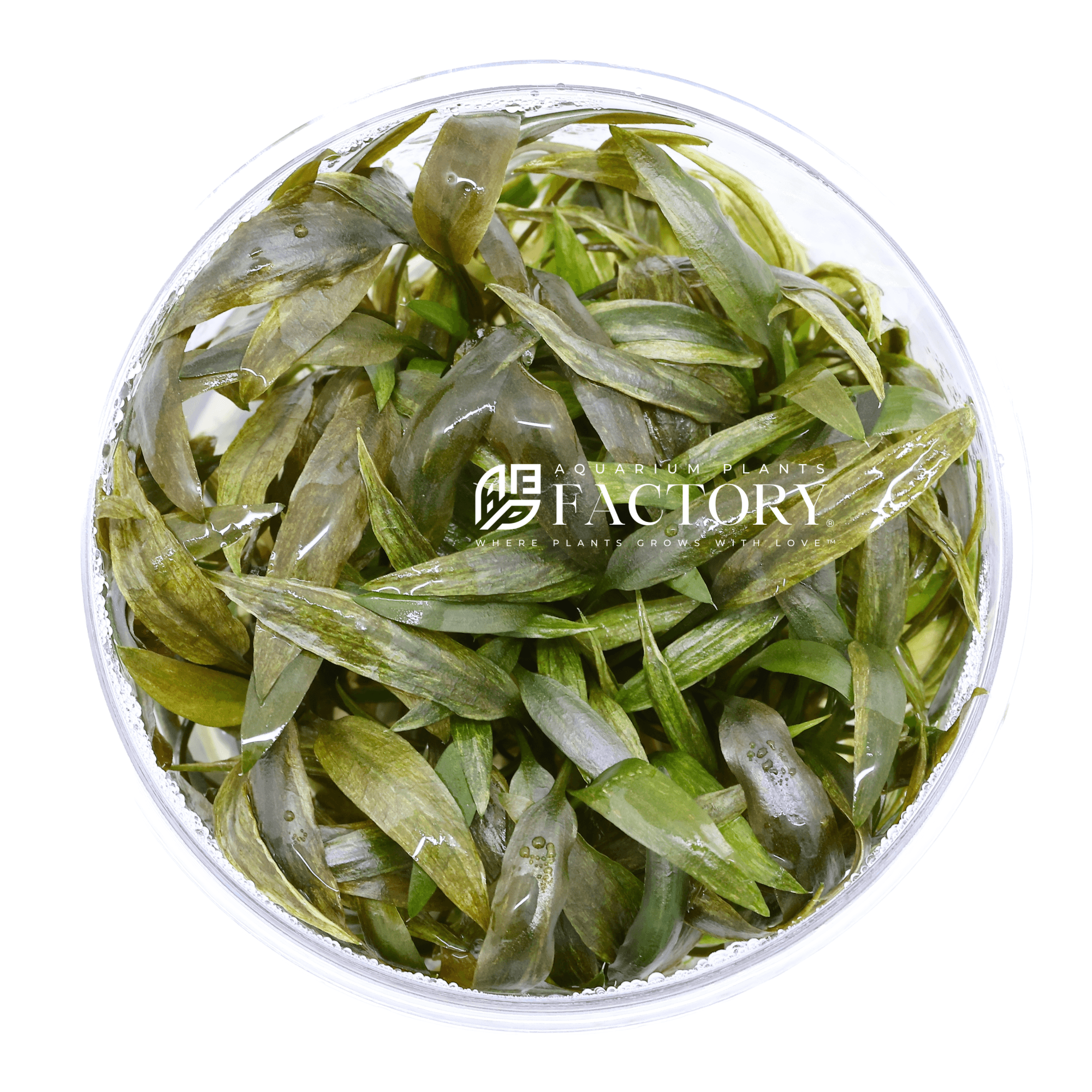 Cryptocoryne Beckettii Tissue Culture APF Aquarium Plants Factory®