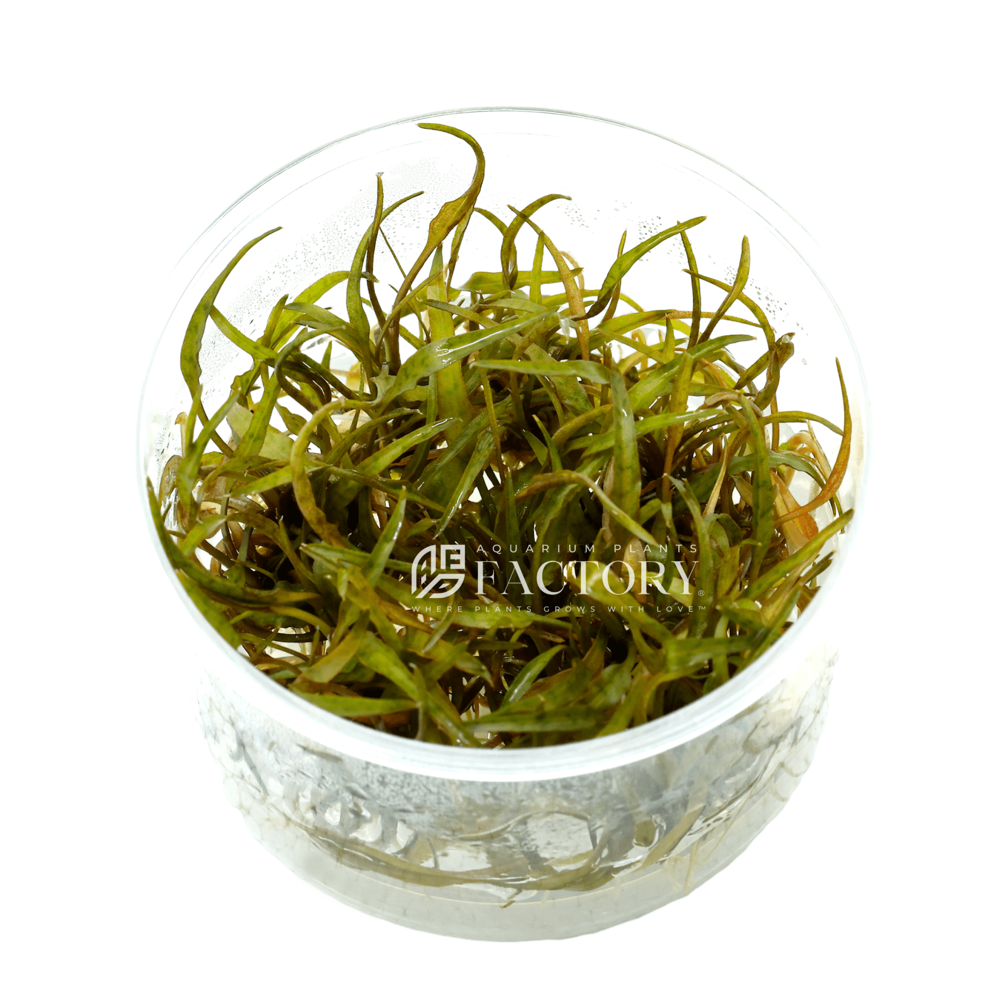 Cryptocoryne Ferruginea Sekadauensis Tissue Culture APF Aquarium Plants Factory®