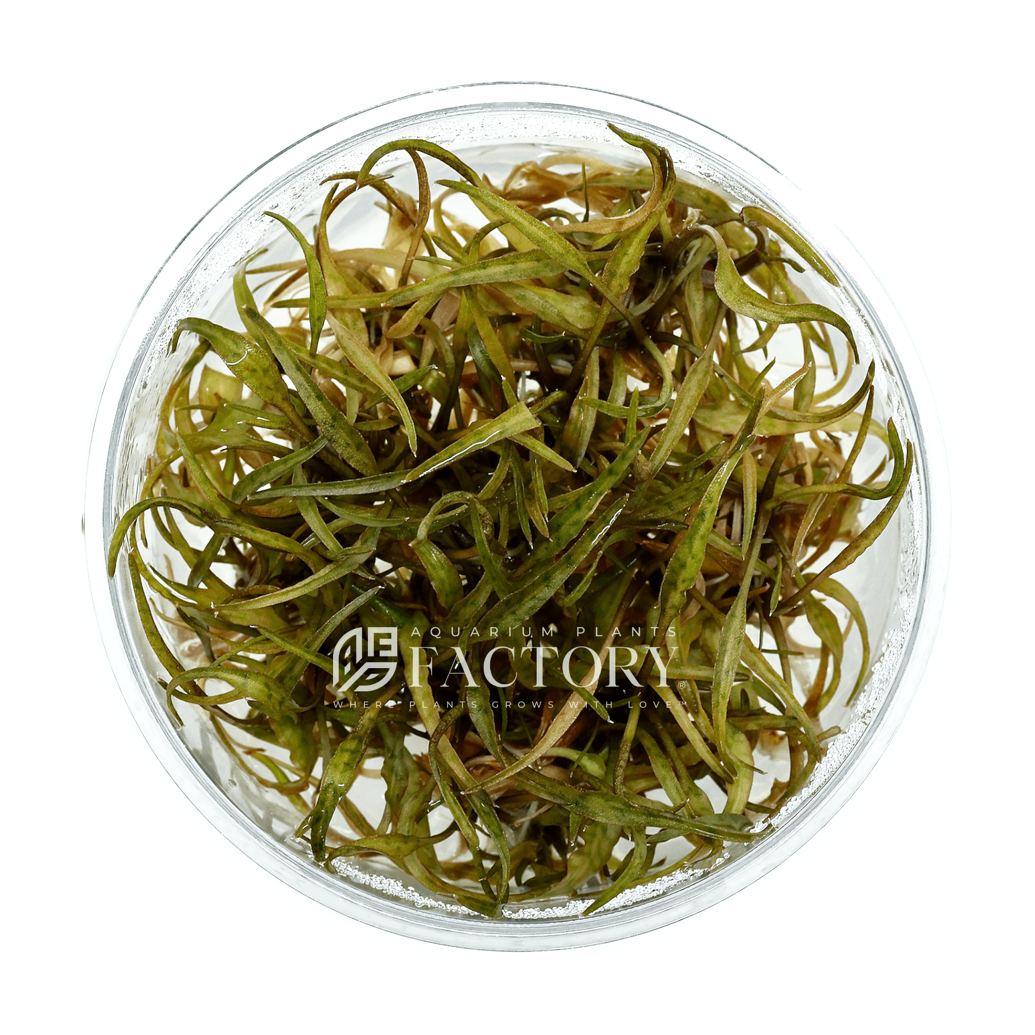 Cryptocoryne Ferruginea Sekadauensis Tissue Culture APF Aquarium Plants Factory®