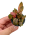 Cryptocoryne Flamingo Pink Aquarium Plants Factory