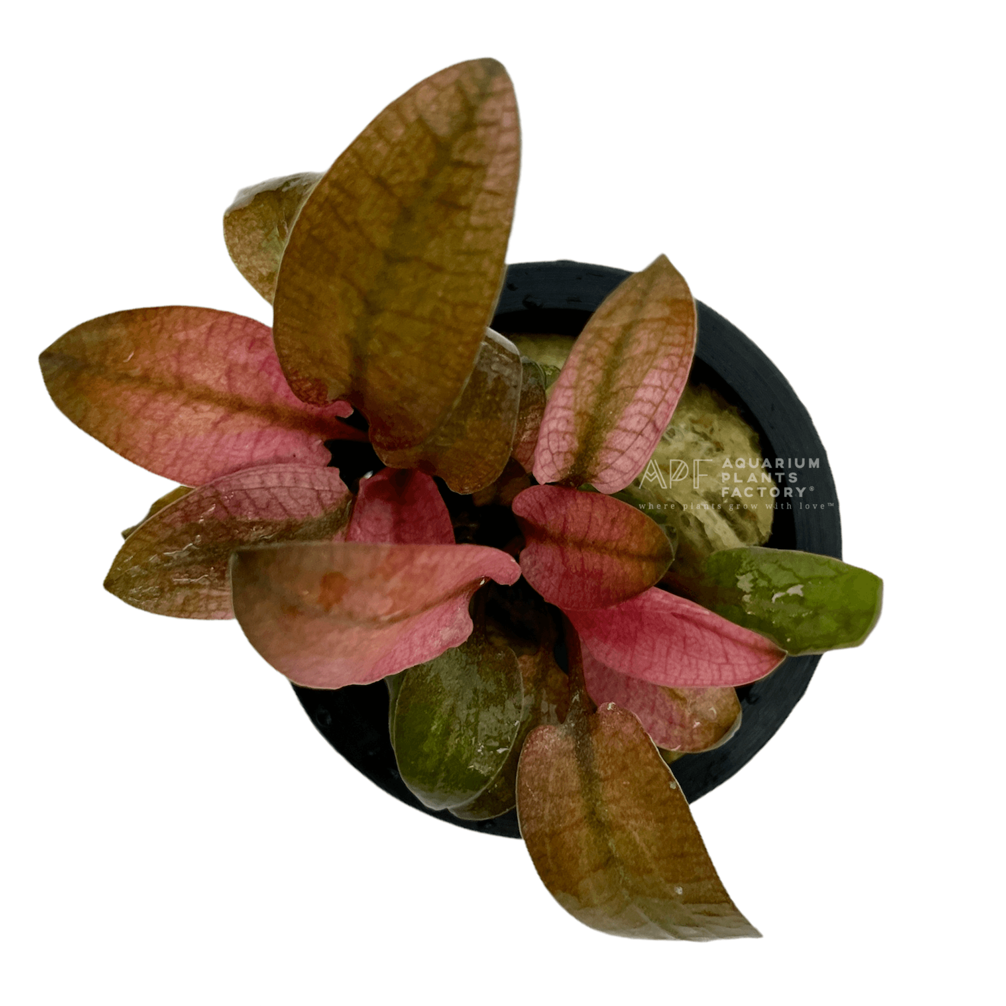 Cryptocoryne Flamingo Potted Aquarium Plants Factory