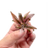 Cryptocoryne Flamingo Bare-root Aquarium Plants Factory