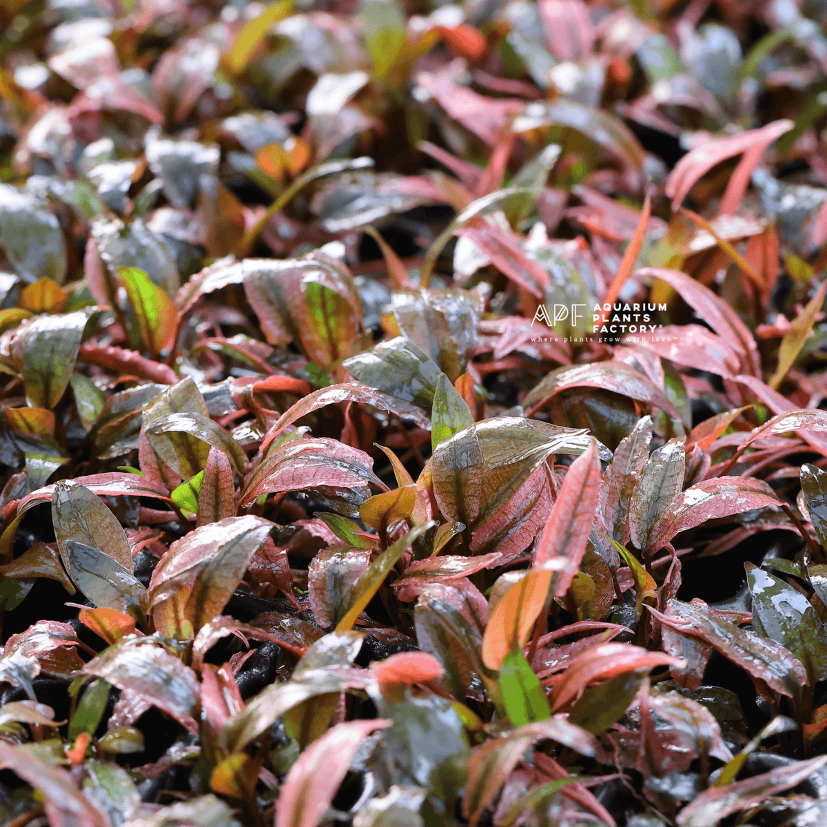 Variegated Rocks Cryptocoryne Plants for Sale | Live Crypts – Aquarium Plants Factory