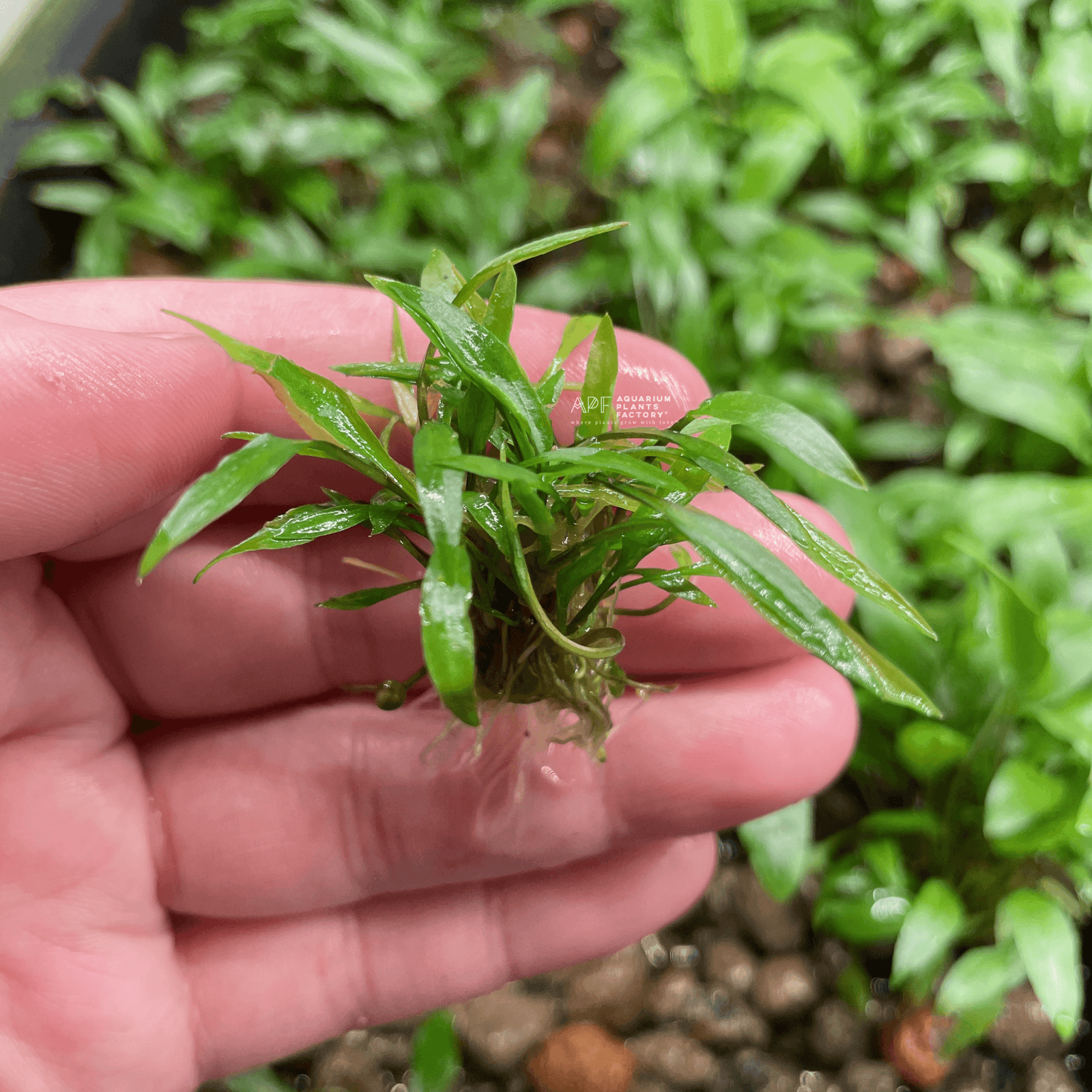 Cryptocoryne Lucens - Aquarium Plants Factory