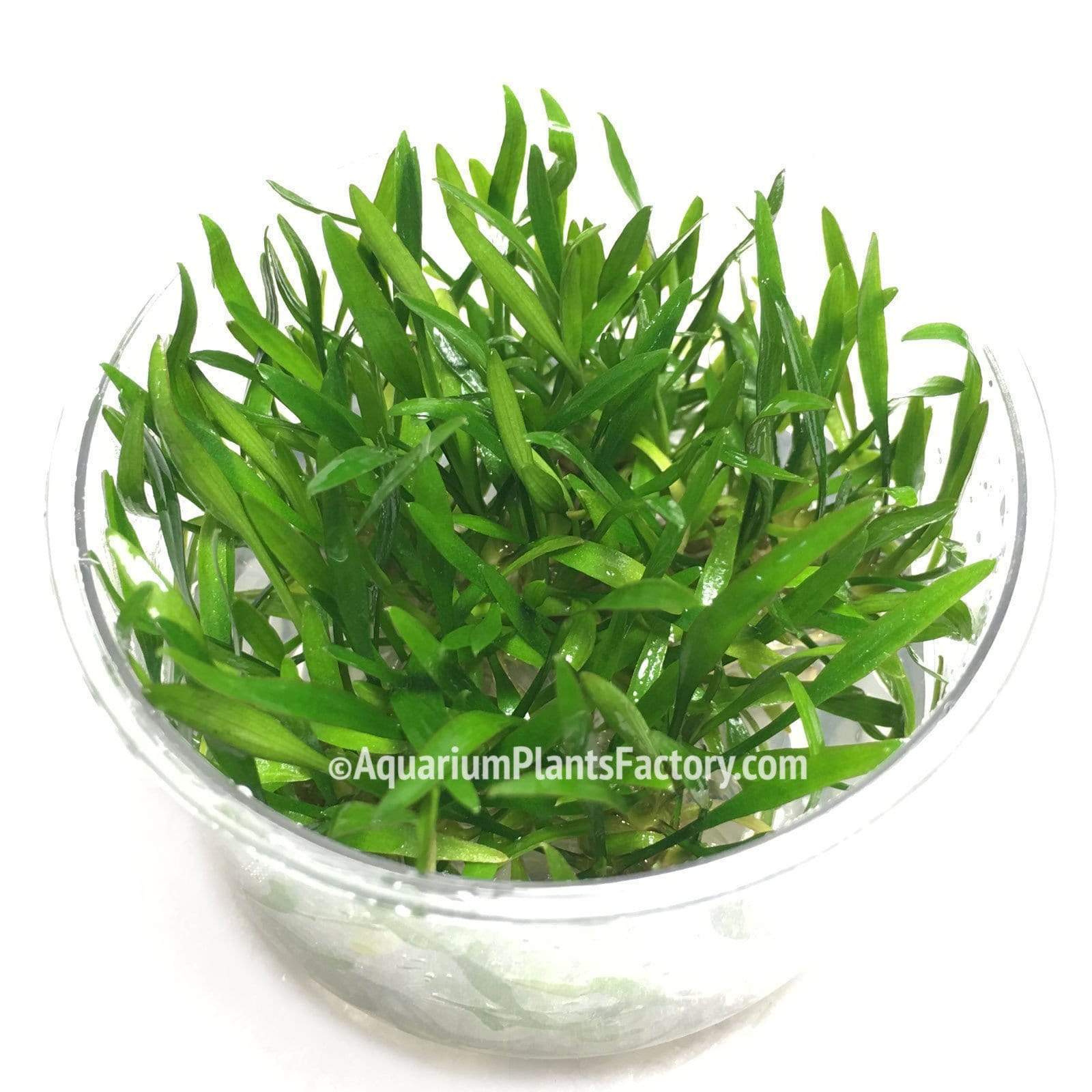 Cryptocoryne Lucens - Tissue Culture Cup - Aquarium Plants FactoryCryptocoryne x willisii 'Lucens' commonly known as Cryptocoryne Lucens, is a versatile and resilient aquarium plant. Ideal for both beginners and experienced aquarists, it adds a touch of natural beauty to any tank.