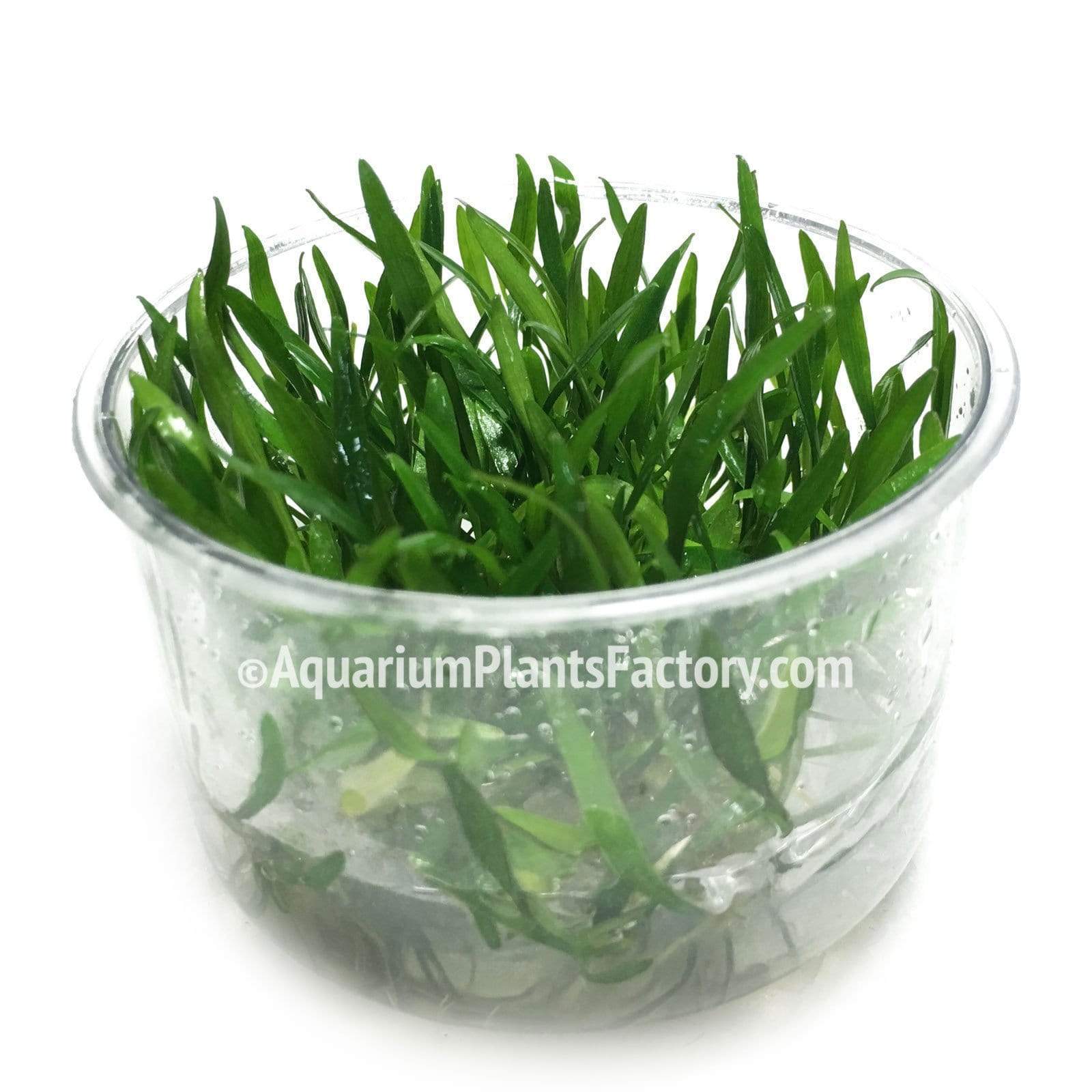 Cryptocoryne Lucens - Tissue Culture Cup - Aquarium Plants Factory