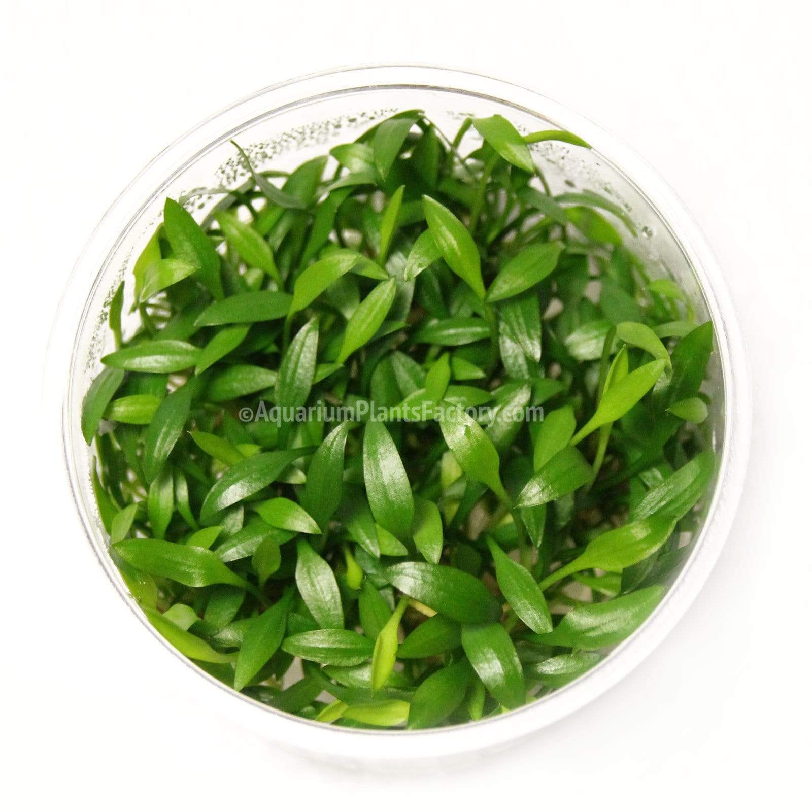 Healthy Cryptocoryne lutea grown in sterile gel, perfect for low-light, low-tech planted tanks
