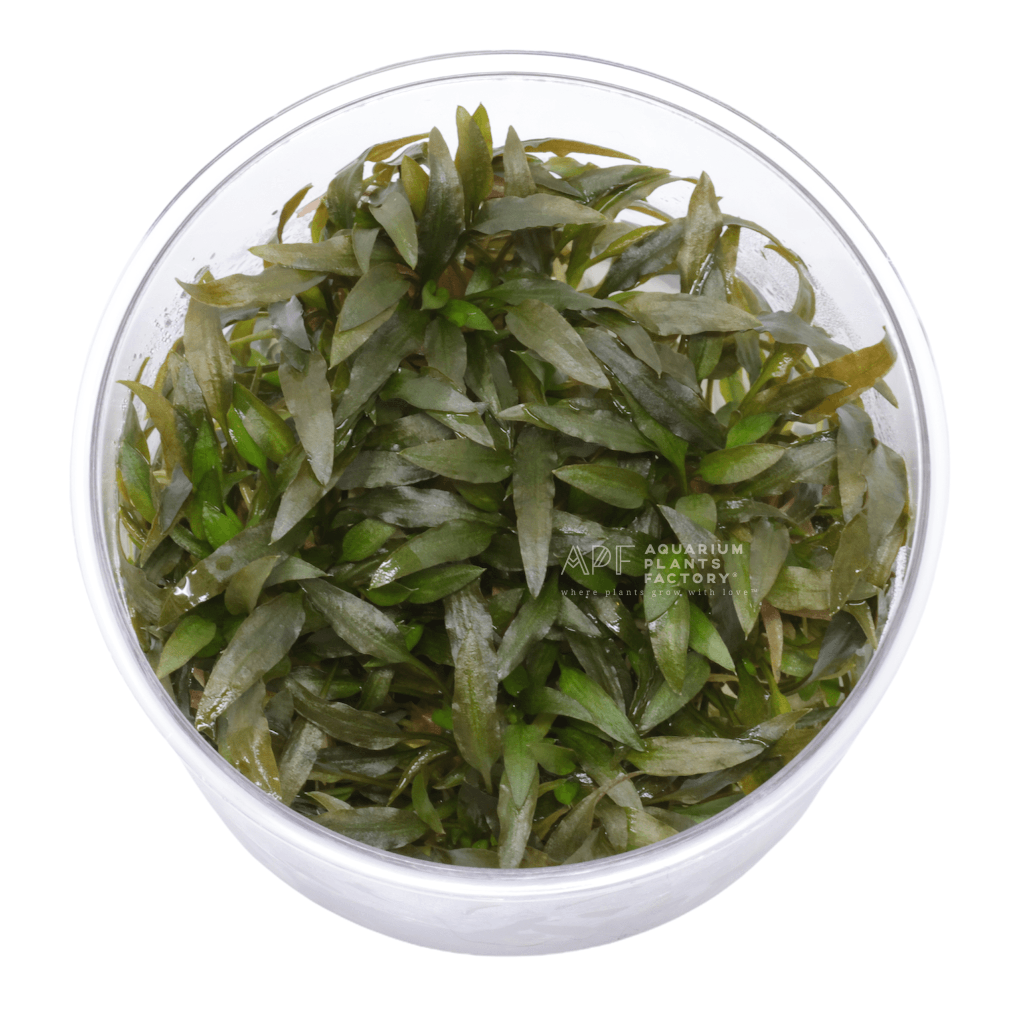 Cryptocoryne Mioya - Tissue Culture Cup - Aquarium Plants Factory