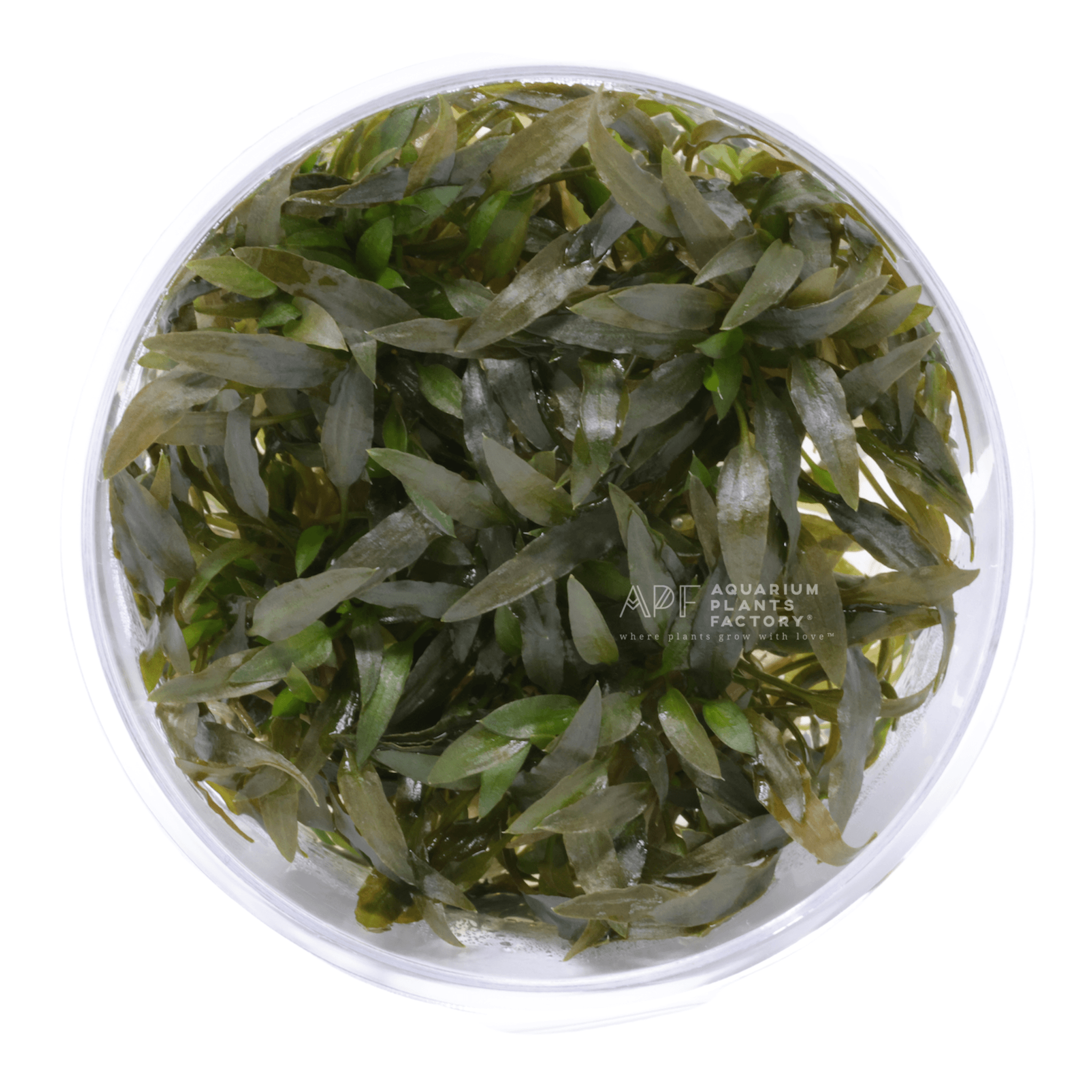 Cryptocoryne Mioya - Tissue Culture Cup - Aquarium Plants Factory