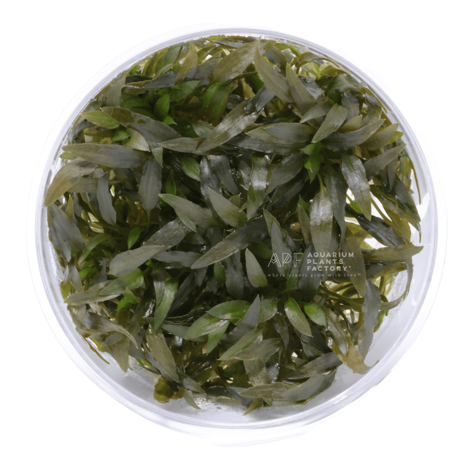 Cryptocoryne Mioya - Tissue Culture Cup - Aquarium Plants Factory