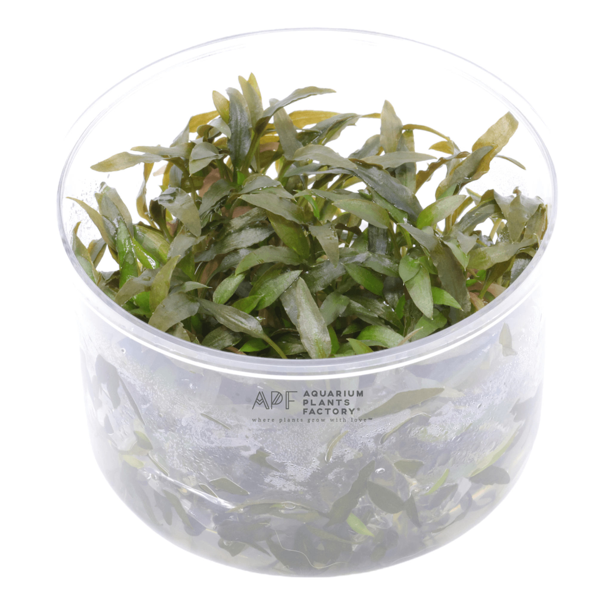 Cryptocoryne Mioya - Tissue Culture Cup - Aquarium Plants Factory