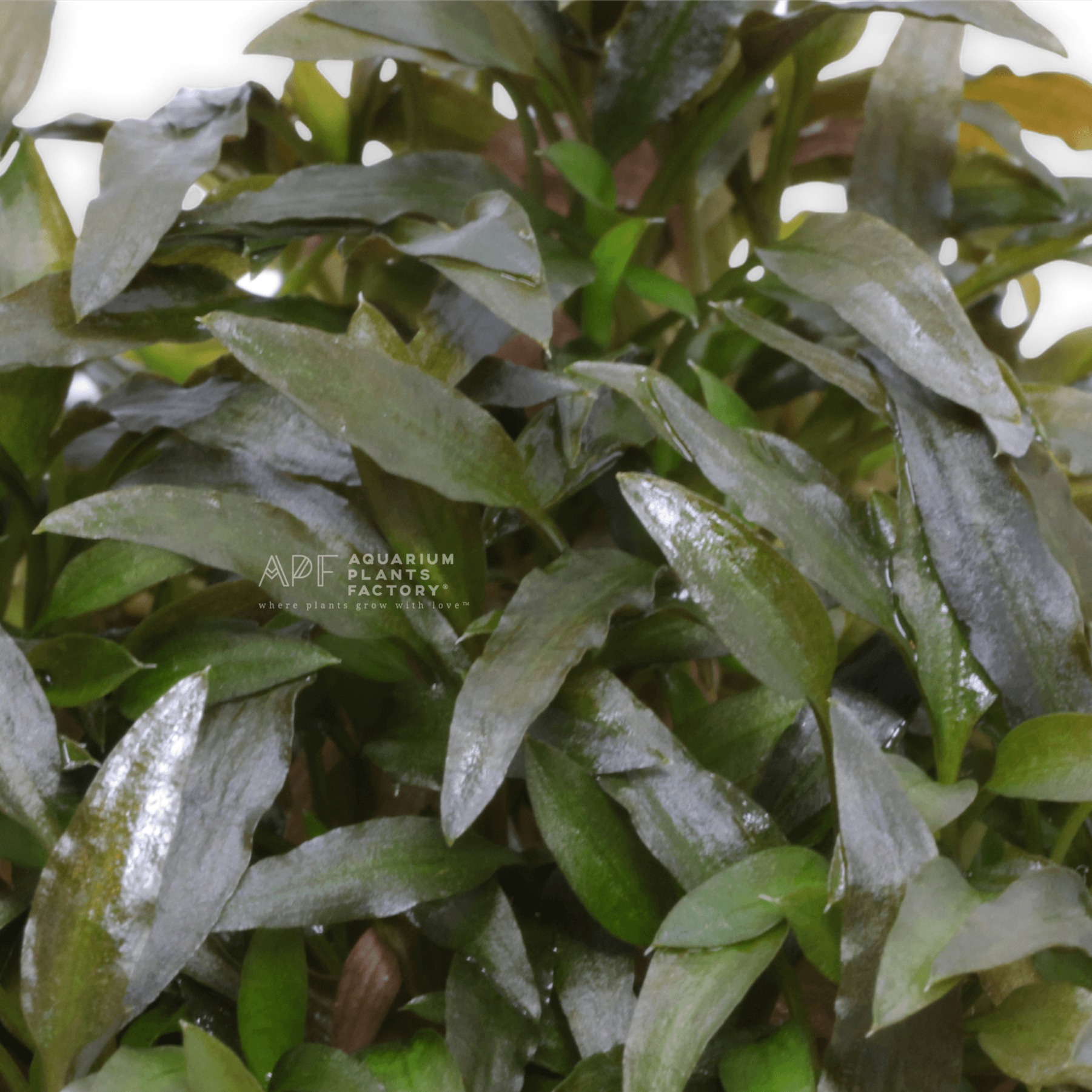 Tissue cultured Crypt mioya with wavy textured foliage in a sealed aquarium-ready bag