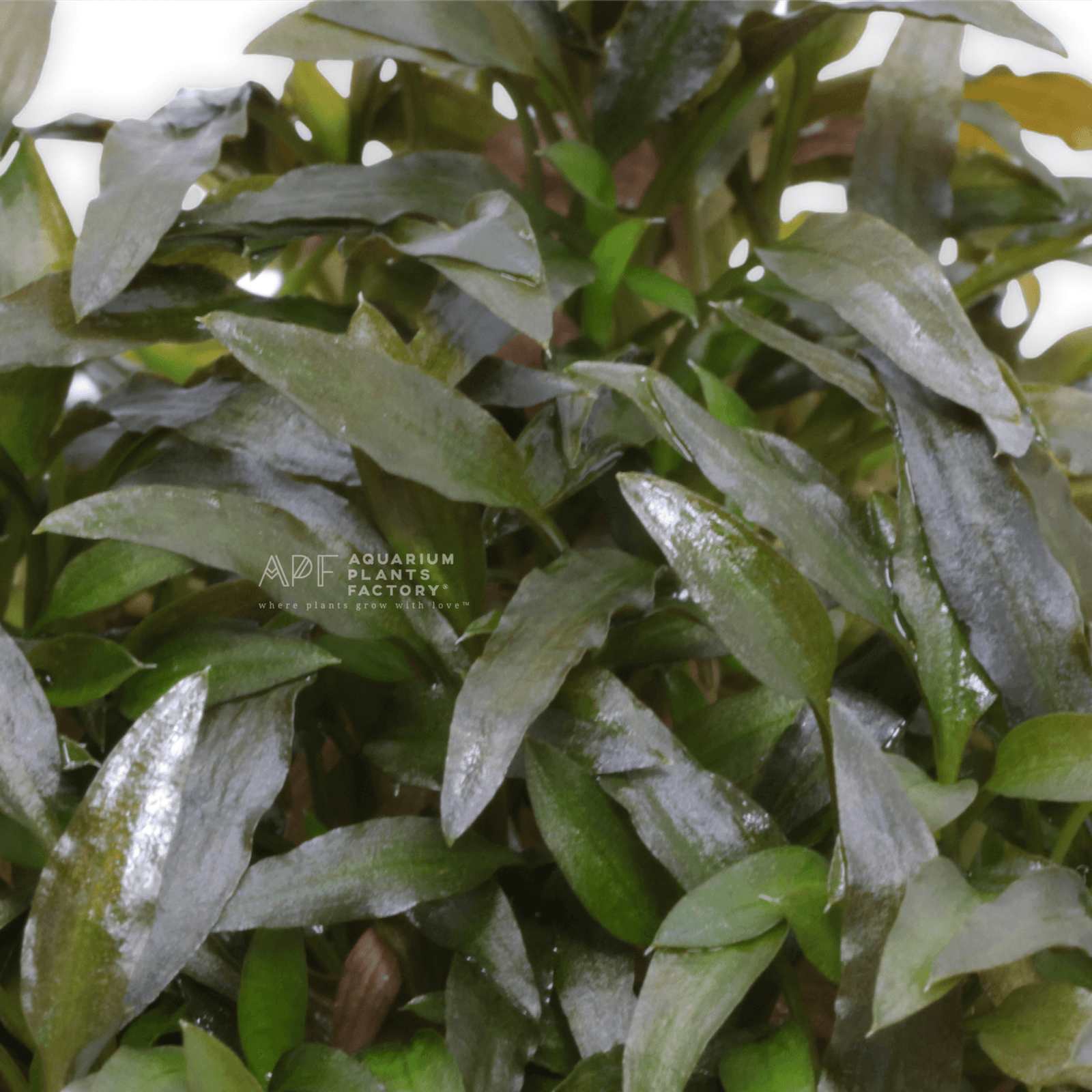 Tissue cultured Crypt mioya with wavy textured foliage in a sealed aquarium-ready bag