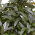 Tissue cultured Crypt mioya with wavy textured foliage in a sealed aquarium-ready bag
