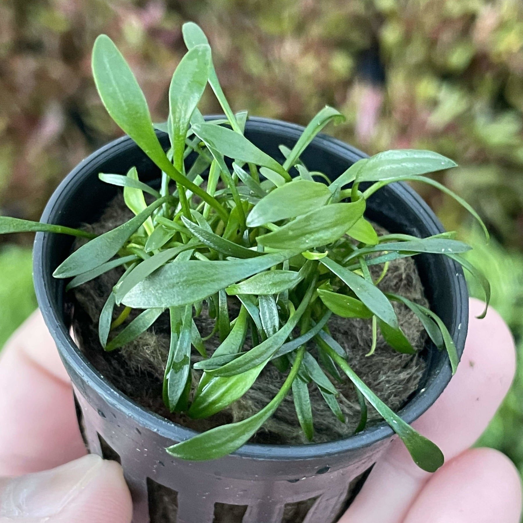 Cryptocoryne Parva | APF Aquarium Plants Factory®