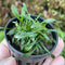 Cryptocoryne Parva - Aquarium Plants Factory