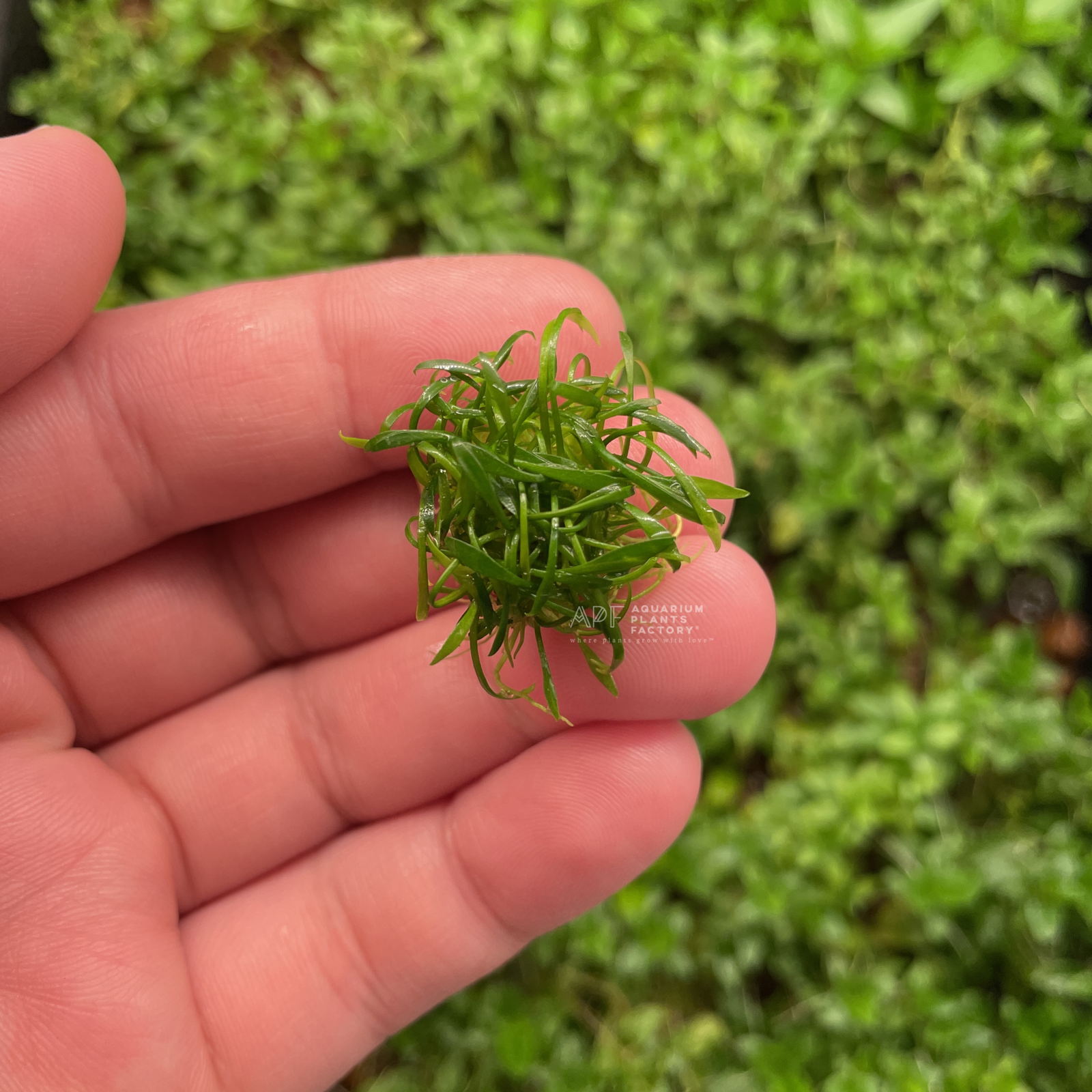 Cryptocoryne Parva Mini - Aquarium Plants Factory