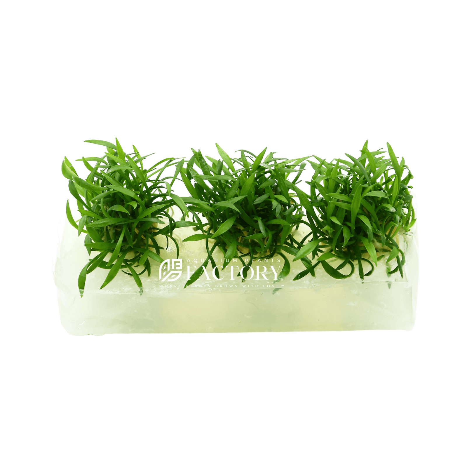 Cryptocoryne Parva Mini Tissue Culture Aquarium Plants Factory®
