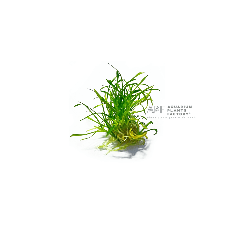 Cryptocoryne Parva - Aquarium Plants Factory