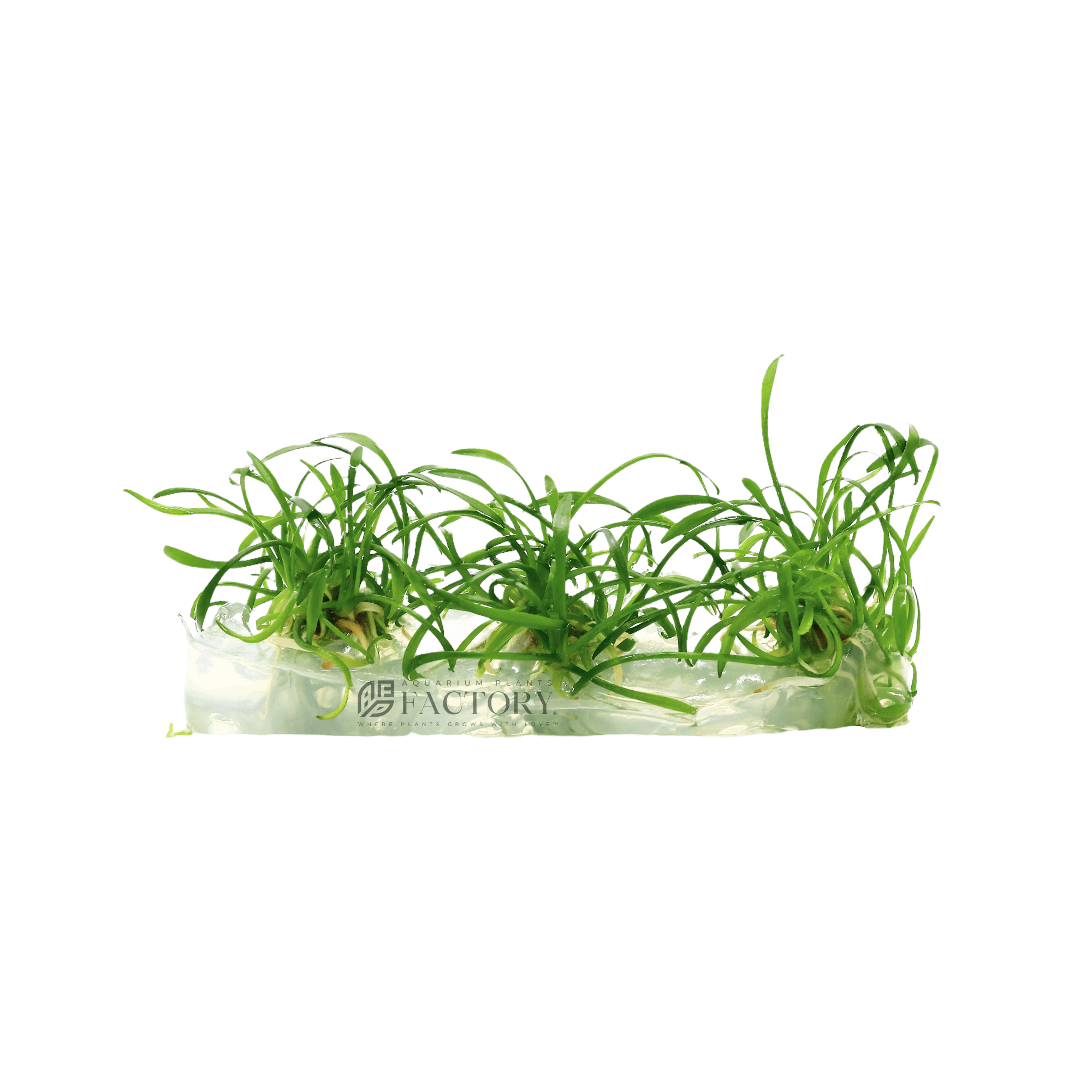 Cryptocoryne Parva Mini Tissue Culture APF Aquarium Plants Factory®