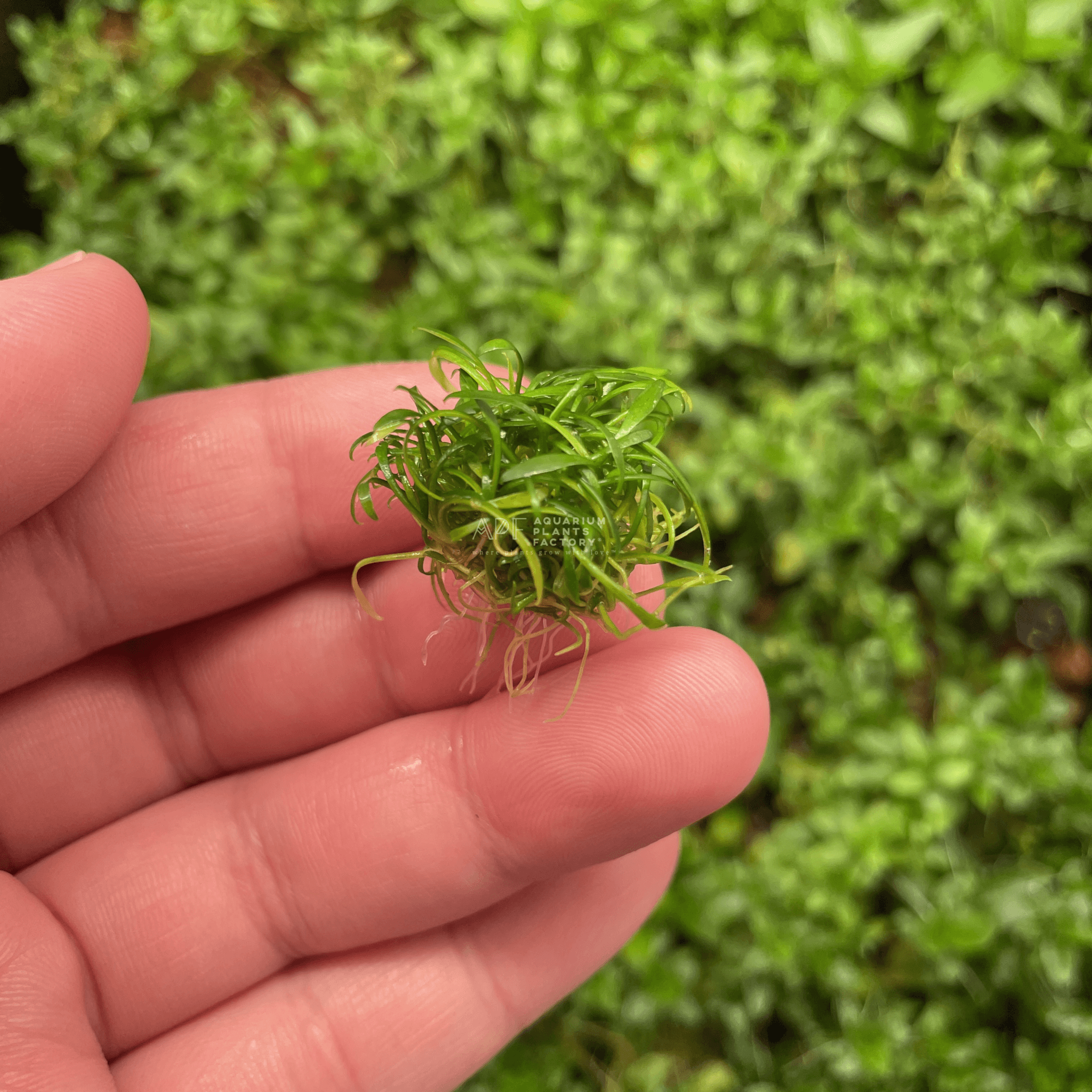 Cryptocoryne Parva Mini - Aquarium Plants Factory