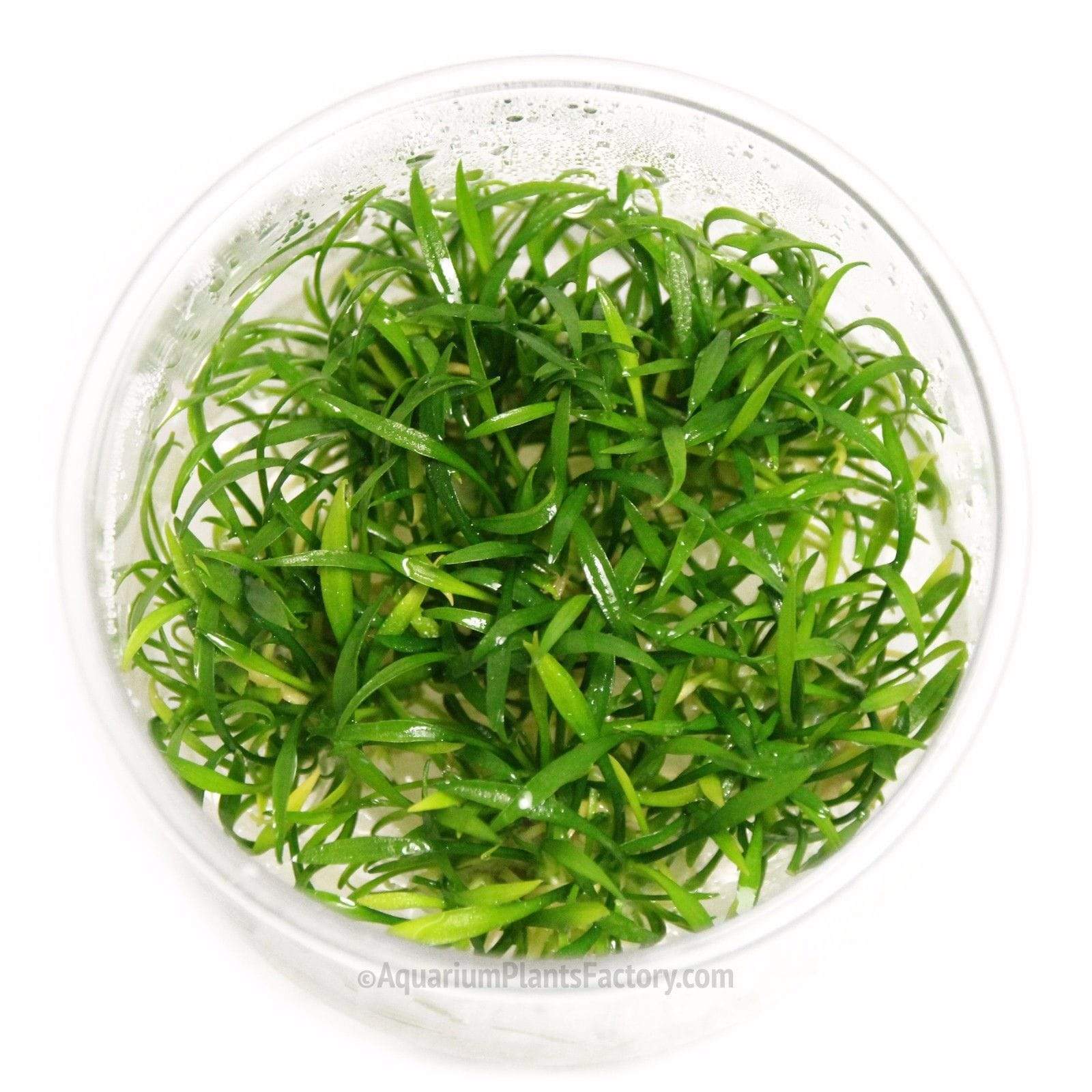 Cryptocoryne Parva - Tissue Culture Cup - Aquarium Plants Factory