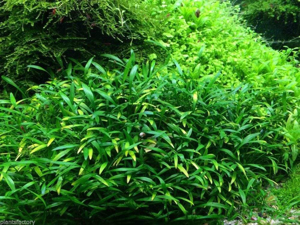 Cryptocoryne Parva - Tissue Culture Cup - Aquarium Plants Factory