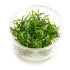 Cryptocoryne Parva - Tissue Culture Cup - Aquarium Plants Factory