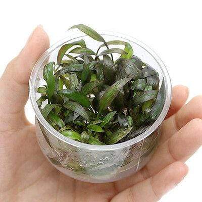 Cryptocoryne Petchii - Tissue Culture Cup - Aquarium Plants Factory