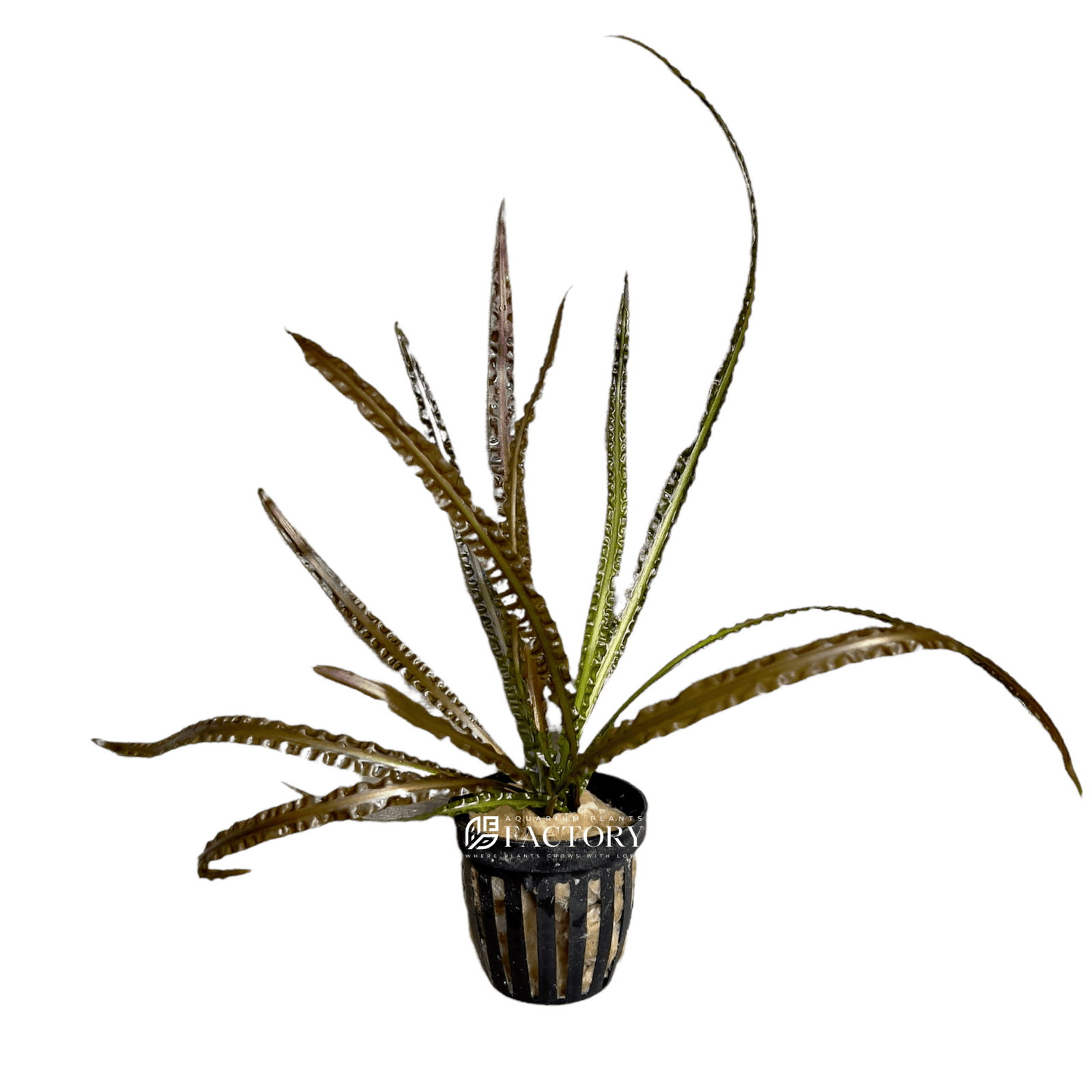 Cryptocoryne Retrospiralis Potted APF Aquarium Plants Factory®