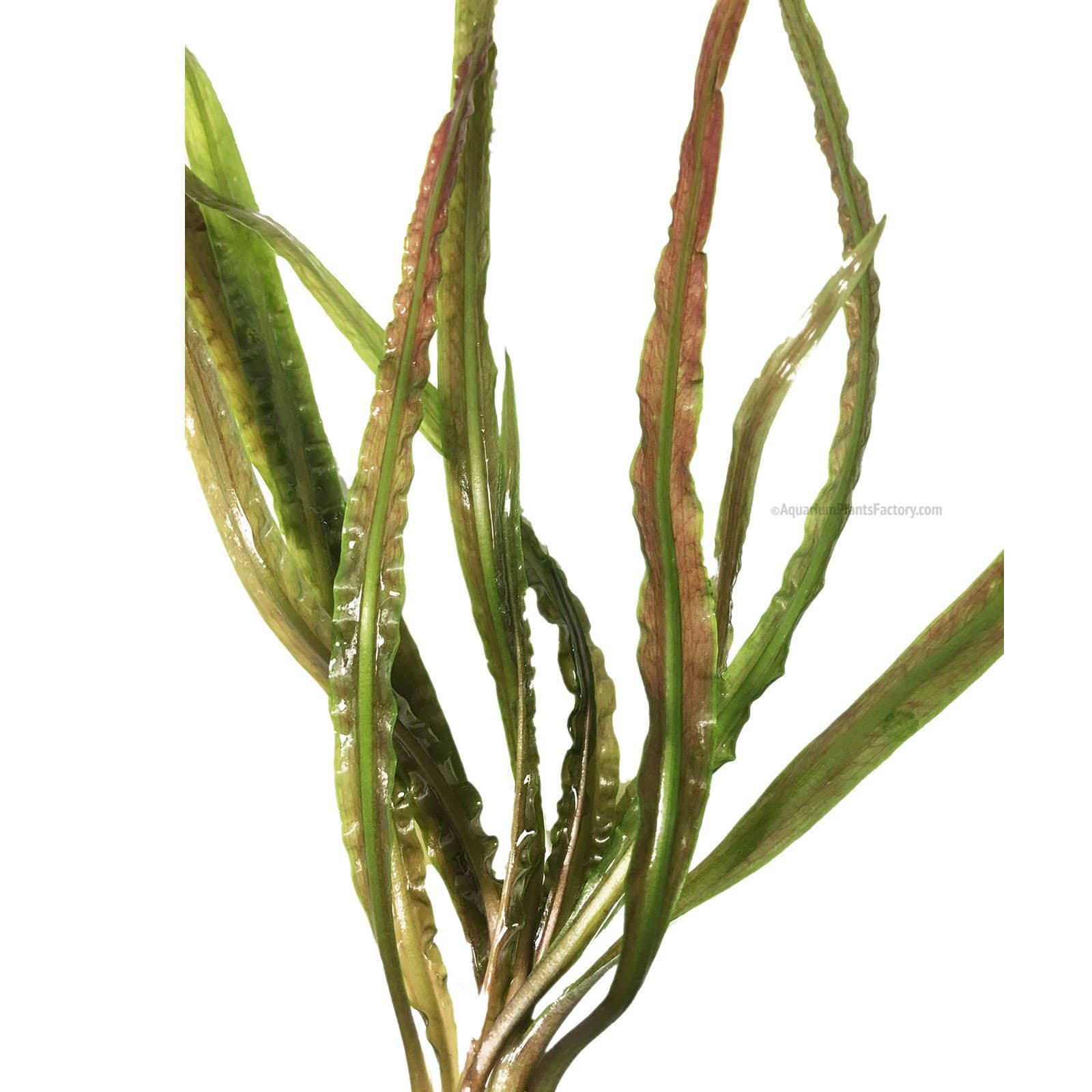 Cryptocoryne Retrospiralis - Aquarium Plants Factory