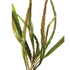 Cryptocoryne Retrospiralis - Aquarium Plants Factory