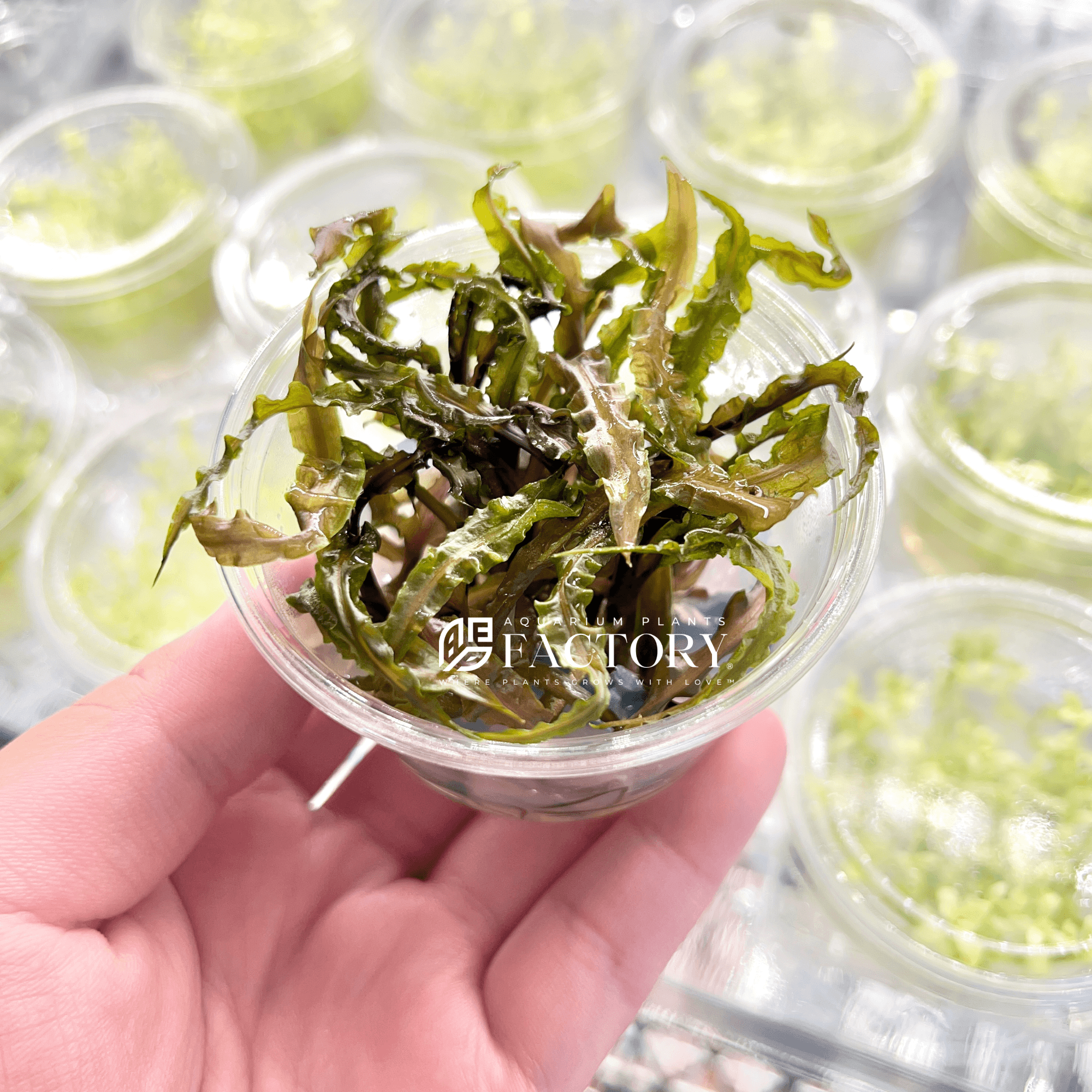 Cryptocoryne Retrospiralis / Cryptocoryne Spiralis Red Tissue Culture APF Aquarium Plants Factory®