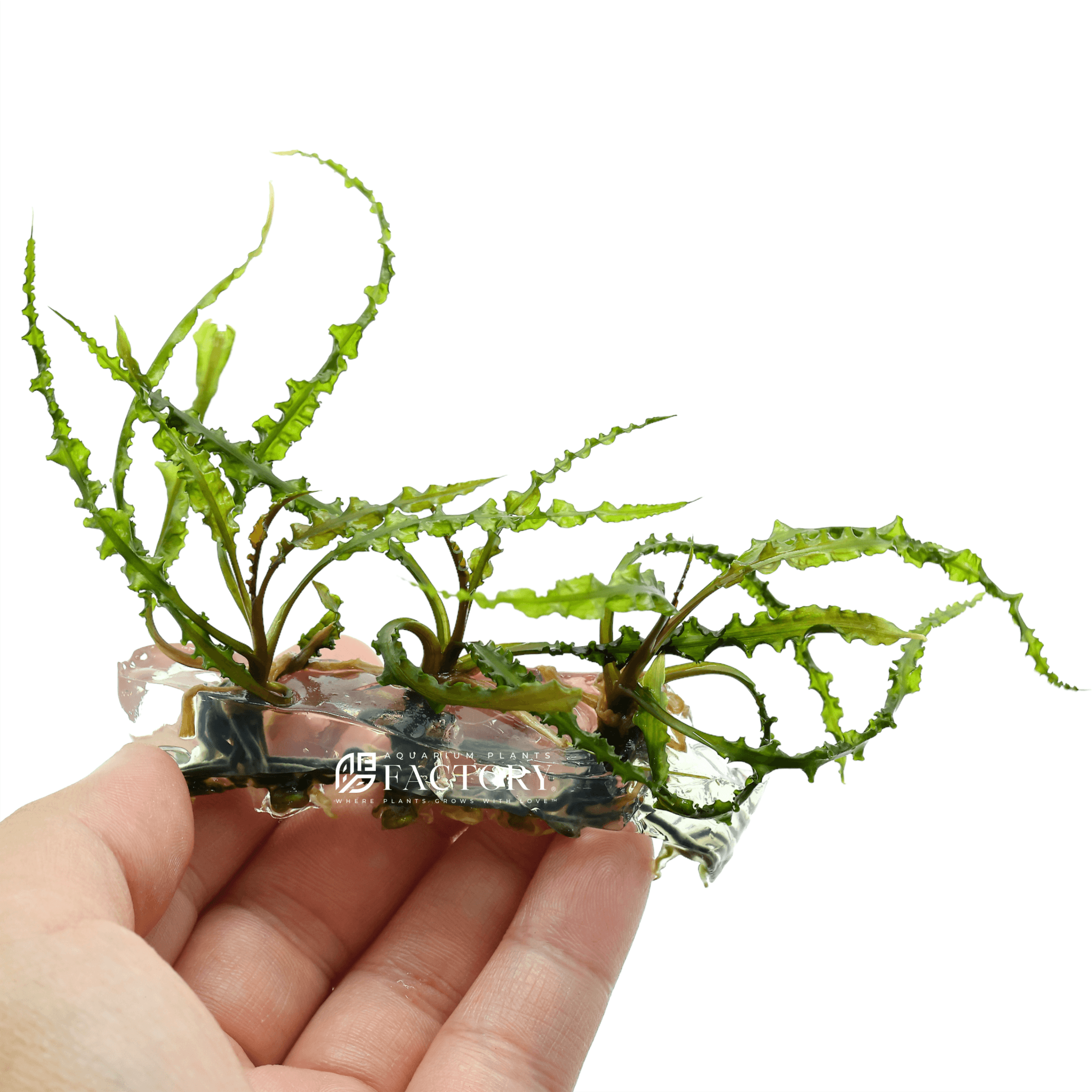 Cryptocoryne Retrospiralis / Cryptocoryne Spiralis Red Tissue Culture APF Aquarium Plants Factory®